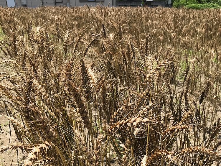 収穫前の麦